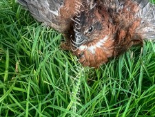 Bobwhite Quail Signed Limited Edition Print by Laura Nevin, Numbered 75/100, Framed — listing 2