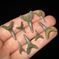 Fossil Sand Tiger Shark Teeth (Striatolamia/Carcharias), Pair — listing 2