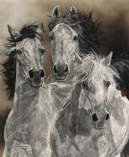 Judy Larson Signed Framed Wildlife Art Print - Appaloosa Horses in Birch Forest (Camouflage / Hidden Image) — listing 5