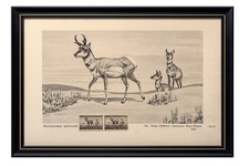 Signed & Numbered Limited Edition Wildlife Print of Pronghorn Antelope, Framed — listing 6