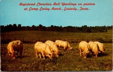Camp Cooley Ranch Kentucky Straight Bourbon Whiskey Half Gallon Stoneware Jug (Bert Wheeler's, Houston TX) — listing 4