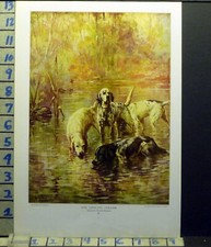 Vintage Print of a Setter/Pointer Hunting Dog, Signed 'Rosseau' in Plate — listing 5