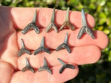 Fossil Sand Tiger Shark Teeth (Striatolamia/Carcharias), Pair — listing 4