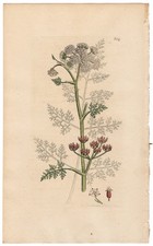 Antique 1813 Hand-Colored English Engraving of a Boy Kneeling — listing 6