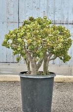 Large Mature Crassula Ovata Jade Plant (29" Tall & Wide) in Southwest-Pattern Stoneware Planter — listing 2