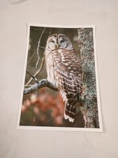 Framed Black & White Print of Two Owls Perched on a Branch — listing 5