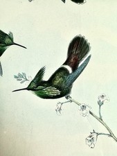 Antique Hand-Colored Hummingbird Lithograph "Dorifera Veraguensis" from Gould's Monograph of the Trochilidae — listing 4