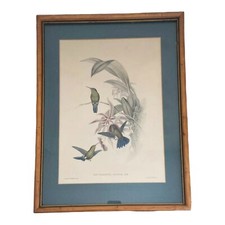 Antique Hand-Colored Hummingbird Lithograph "Dorifera Veraguensis" from Gould's Monograph of the Trochilidae — listing 6