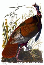 Framed Audubon 'Wild Turkey' Female and Young Bird Print, Plate VI — listing 4