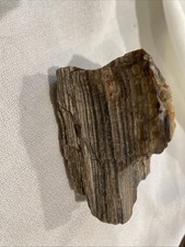 Polished Petrified Wood Specimen with Preserved Bark — listing 6