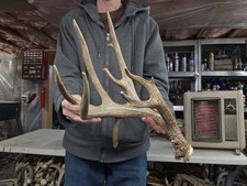 Whitetail Deer Antler Mount with Palmated Drop Tine Rack — listing 5