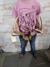 Whitetail Deer Antler Rack with Partial Skull Plate, 6-Point — listing 3
