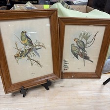 Framed Vintage Colored Print of a Macaw Parrot — listing 3