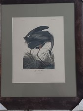 Audubon 'Blue Crane or Heron' Plate CCCVII Framed Print (17 x 24 in) — listing 6