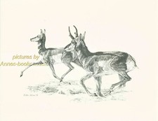 Signed & Numbered Limited Edition Wildlife Print of Pronghorn Antelope, Framed — listing 2