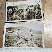 Antique Sepia Farm Scene Photograph with Cattle and Farmhouse, Framed — listing 5