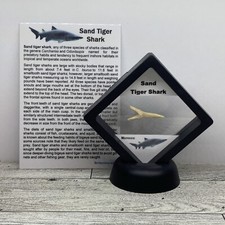 Fossil Sand Tiger Shark Teeth (Striatolamia/Carcharias), Pair — listing 5