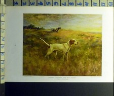 Vintage Print of a Setter/Pointer Hunting Dog, Signed 'Rosseau' in Plate — listing 4