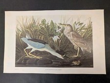 Framed Audubon 'Blue Crane or Heron' Plate CCCVII Reproduction Print — listing 6