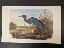Framed Audubon 'Blue Crane or Heron' Plate CCCVII Reproduction Print — listing 3