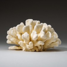 Natural White Cat's Paw Coral Specimen (Pocillopora)