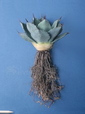 Live Agave 'Blue Glow' Succulent Plant in 1-Gallon Pot, 10" Wide x 20" Tall — listing 5