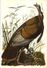 Framed Audubon 'Wild Turkey' Female and Young Bird Print, Plate VI — listing 5