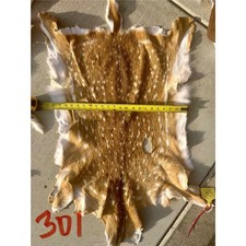 Natural Spotted Deer Hide Rug (Axis Deer Style), Approx 4-5 ft, Taxidermy Animal Skin — listing 5