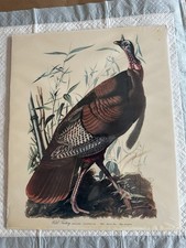 Framed Audubon 'Wild Turkey' Female and Young Bird Print, Plate VI — listing 6