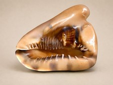 Natural King Helmet Sea Shell (Cassis tuberosa), Large Decorative Conch Specimen — listing 6