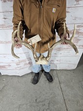 Whitetail Deer Antler Rack with Partial Skull Plate, 6-Point — listing 6