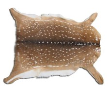Natural Spotted Deer Hide Rug (Axis Deer Style), Approx 4-5 ft, Taxidermy Animal Skin — listing 2