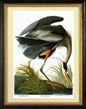 Audubon 'Blue Crane or Heron' Plate CCCVII Framed Print (17 x 24 in) — listing 2