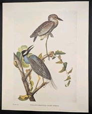 Framed Audubon 'Blue Crane or Heron' Plate CCCVII Reproduction Print — listing 5