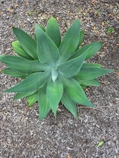 Live Agave 'Blue Glow' Succulent Plant in 1-Gallon Pot, 10" Wide x 20" Tall — listing 2