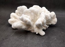 Natural White Cat's Paw Coral Specimen (Pocillopora) — listing 2