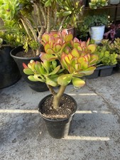 Large Mature Crassula Ovata Jade Plant (29" Tall & Wide) in Southwest-Pattern Stoneware Planter — listing 4