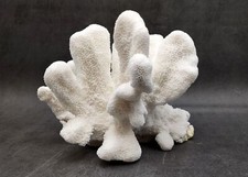 Natural White Cat's Paw Coral Specimen (Pocillopora) — listing 3