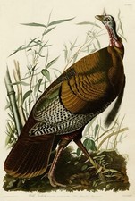 Framed Audubon 'Wild Turkey' Female and Young Bird Print, Plate VI