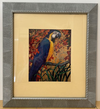 Framed Vintage Colored Print of a Macaw Parrot — listing 6
