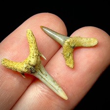 Fossil Sand Tiger Shark Teeth (Striatolamia/Carcharias), Pair — listing 6