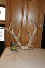 Whitetail Deer Antler Mount with Palmated Drop Tine Rack — listing 3