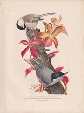 Framed Black-Capped Chickadee Print, Signed Jade, in Rustic Barnwood Frame — listing 6
