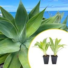 Live Agave 'Blue Glow' Succulent Plant in 1-Gallon Pot, 10" Wide x 20" Tall — listing 4
