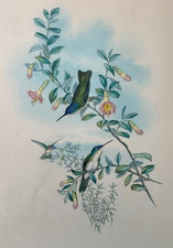 Antique Hand-Colored Hummingbird Lithograph "Dorifera Veraguensis" from Gould's Monograph of the Trochilidae — listing 2