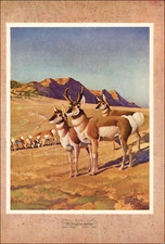 Signed & Numbered Limited Edition Wildlife Print of Pronghorn Antelope, Framed — listing 3