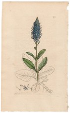 Antique 1813 Hand-Colored English Engraving of a Boy Kneeling — listing 5