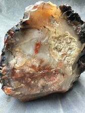 Polished Petrified Wood Specimen with Preserved Bark — listing 3
