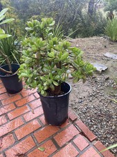 Large Mature Crassula Ovata Jade Plant (29" Tall & Wide) in Southwest-Pattern Stoneware Planter — listing 6