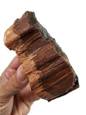 Polished Petrified Wood Specimen with Preserved Bark — listing 4